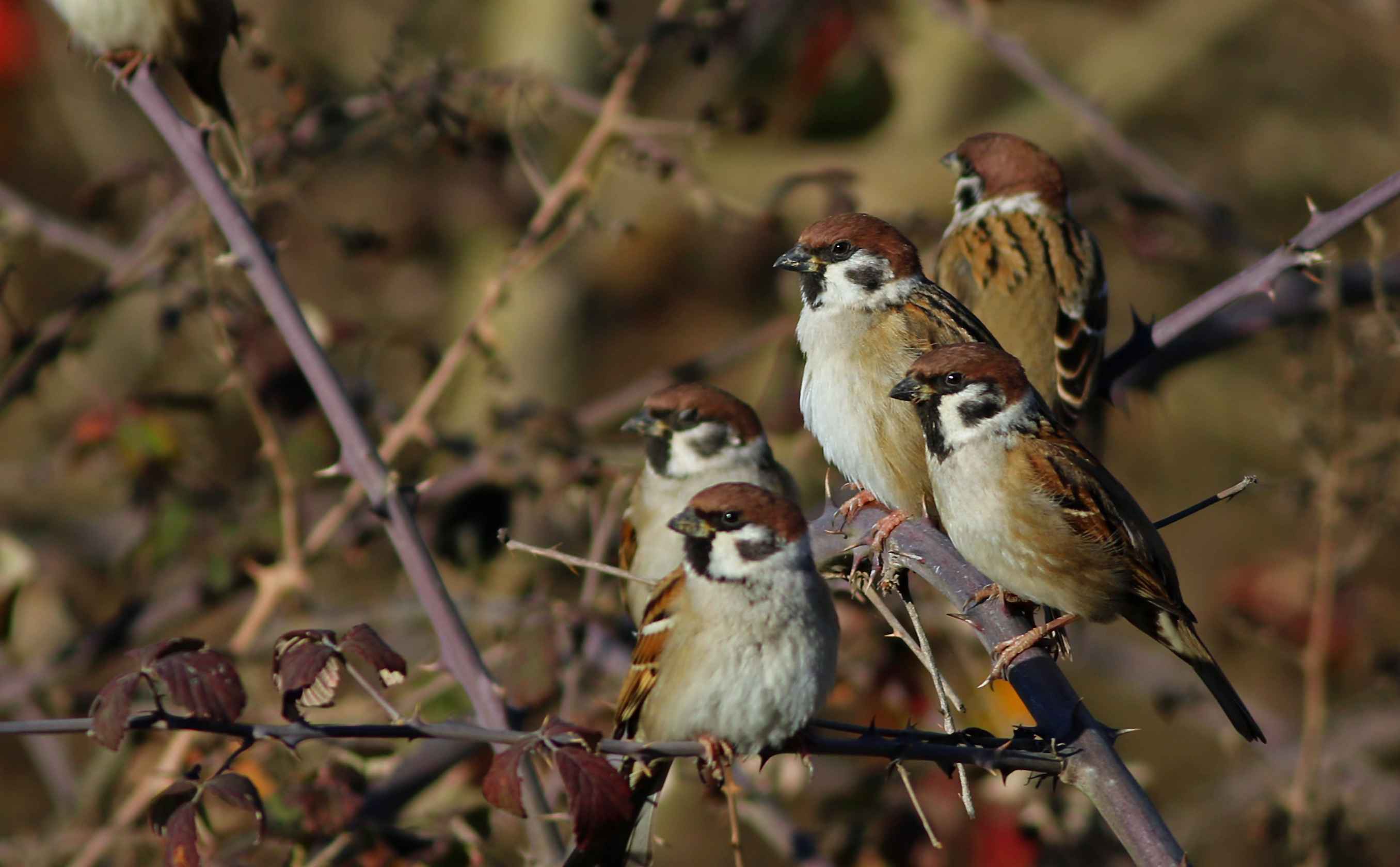 Eurasian Tree Sparrow